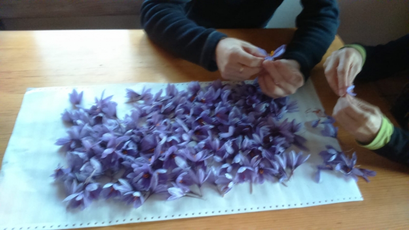 Separando los estigmas del pistilo de la flor del azafrán.