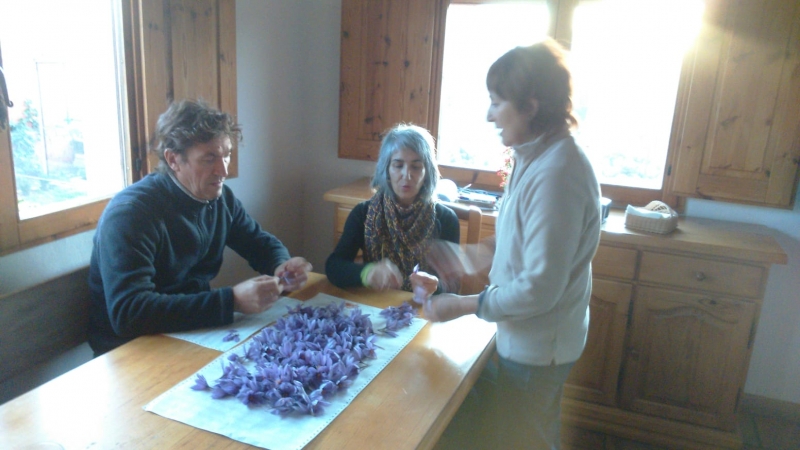 Desbriznando azafrán con Inés y María.