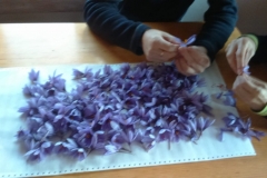 Separando los estigmas del pistilo de la flor del azafrán.