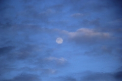Luna melillense